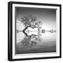 Arbol en Agua 3 BN-Moises Levy-Framed Photographic Print