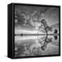 Arbol en Agua 5 BN-Moises Levy-Framed Stretched Canvas