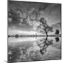 Arbol en Agua 5 BN-Moises Levy-Mounted Photographic Print