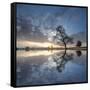 Arbol en Agua 5 color-Moises Levy-Framed Stretched Canvas