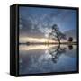 Arbol en Agua 5 color-Moises Levy-Framed Stretched Canvas