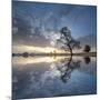 Arbol en Agua 5 color-Moises Levy-Mounted Photographic Print