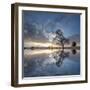 Arbol en Agua 5 color-Moises Levy-Framed Photographic Print