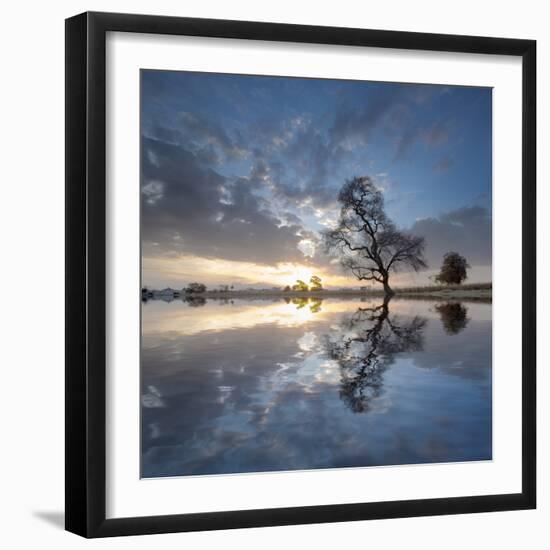 Arbol en Agua 5 color-Moises Levy-Framed Photographic Print