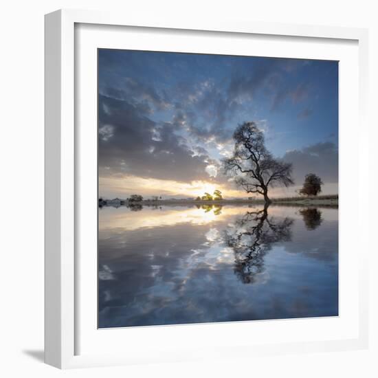 Arbol en Agua 5 color-Moises Levy-Framed Photographic Print