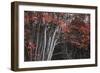 Arboles Acadia 2-Moises Levy-Framed Photographic Print