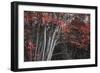 Arboles Acadia 2-Moises Levy-Framed Photographic Print