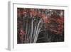 Arboles Acadia 2-Moises Levy-Framed Photographic Print