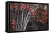 Arboles Acadia 2-Moises Levy-Framed Stretched Canvas