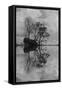 Arboles en Agua 8 BN-Moises Levy-Framed Stretched Canvas