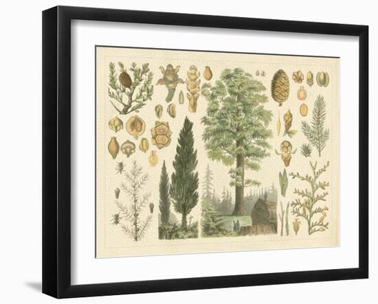 Arbor Collection-Vision Studio-Framed Art Print