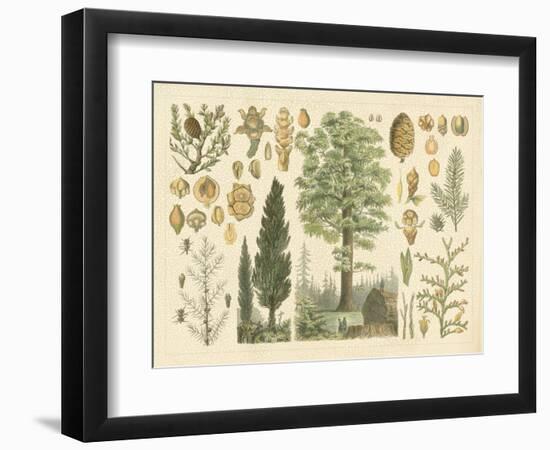 Arbor Collection-Vision Studio-Framed Art Print