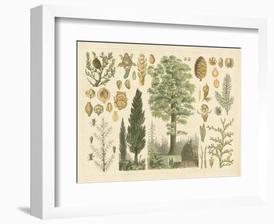 Arbor Collection-Vision Studio-Framed Art Print
