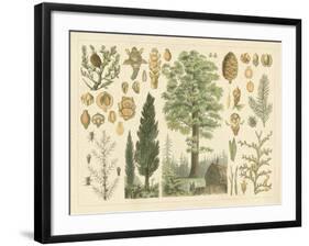 Arbor Collection-Vision Studio-Framed Art Print