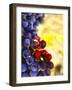 Arbor Crest Wine Cellars in Spokane, Washington, USA-Richard Duval-Framed Photographic Print