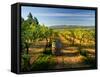 Arbor Crest Wine Cellars in Spokane, Washington, USA-Richard Duval-Framed Stretched Canvas