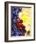 Arbor Crest Wine Cellars in Spokane, Washington, USA-Richard Duval-Framed Photographic Print