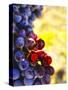 Arbor Crest Wine Cellars in Spokane, Washington, USA-Richard Duval-Stretched Canvas