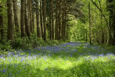 A Bluebell Wood in Oxfordshire, England in Early Summer-Arbor Images-Photographic Print