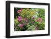 arbor of pink roses, USA-Lisa Engelbrecht-Framed Photographic Print