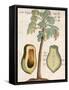 Arbor Papaya (Papaya Tree)-Michael Boym-Framed Stretched Canvas