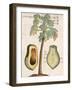 Arbor Papaya (Papaya Tree)-Michael Boym-Framed Giclee Print