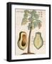 Arbor Papaya (Papaya Tree)-Michael Boym-Framed Giclee Print