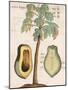 Arbor Papaya (Papaya Tree)-Michael Boym-Mounted Giclee Print