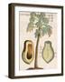 Arbor Papaya (Papaya Tree)-Michael Boym-Framed Giclee Print