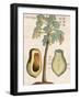 Arbor Papaya (Papaya Tree)-Michael Boym-Framed Giclee Print