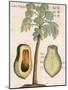 Arbor Papaya (Papaya Tree)-Michael Boym-Mounted Giclee Print