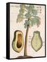 Arbor Papaya (Papaya Tree)-Michael Boym-Framed Stretched Canvas