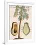 Arbor Papaya (Papaya Tree)-Michael Boym-Framed Giclee Print