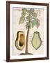 Arbor Papaya (Papaya Tree)-Michael Boym-Framed Giclee Print