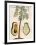 Arbor Papaya (Papaya Tree)-Michael Boym-Framed Giclee Print