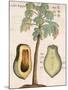 Arbor Papaya (Papaya Tree)-Michael Boym-Mounted Giclee Print