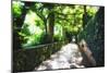 Arbor Path, Ravello, Italy-George Oze-Mounted Photographic Print