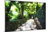 Arbor Path, Ravello, Italy-George Oze-Mounted Photographic Print