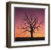 Arboral Afterglow-Leslie Mueller-Framed Art Print