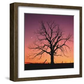 Arboral Afterglow-Leslie Mueller-Framed Art Print