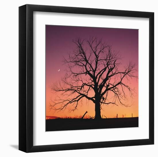 Arboral Afterglow-Leslie Mueller-Framed Art Print