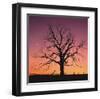 Arboral Afterglow-Leslie Mueller-Framed Art Print