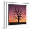 Arboral Afterglow-Leslie Mueller-Framed Art Print