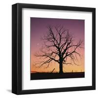 Arboral Afterglow-Phillip Mueller-Framed Art Print