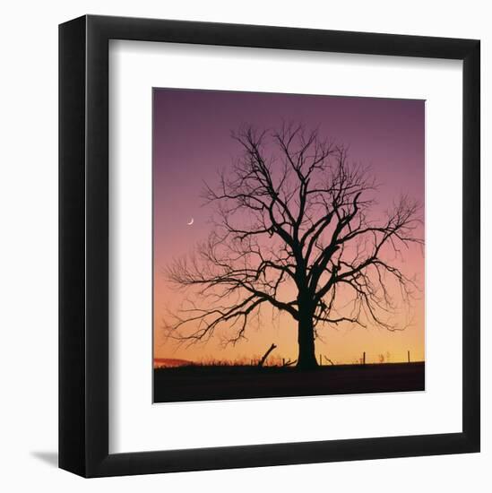 Arboral Afterglow-Phillip Mueller-Framed Art Print