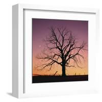 Arboral Afterglow-Phillip Mueller-Framed Art Print