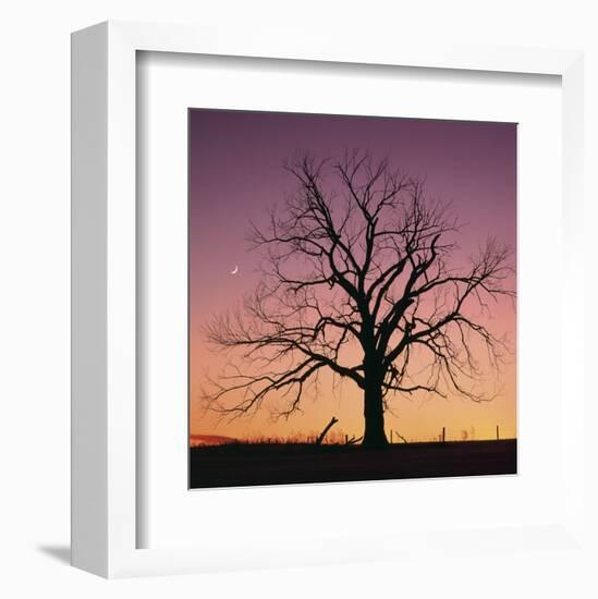 Arboral Afterglow-Phillip Mueller-Framed Art Print