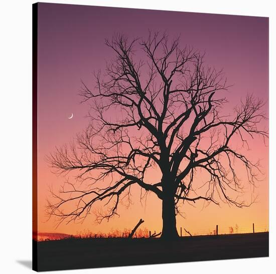 Arboral Afterglow-Phillip Mueller-Stretched Canvas
