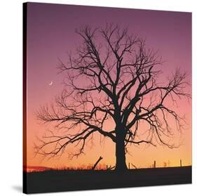 Arboral Afterglow-Phillip Mueller-Stretched Canvas