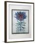 Arboretum - Ramage-Tighe O'Donoghue-Framed Collectable Print